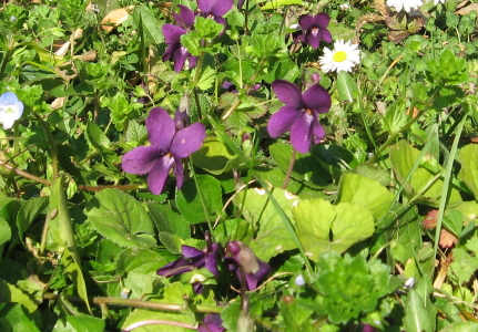 Viola odorata - viola mammola